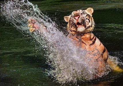 小老虎学游泳