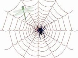 蜘蛛网的功能的故事
